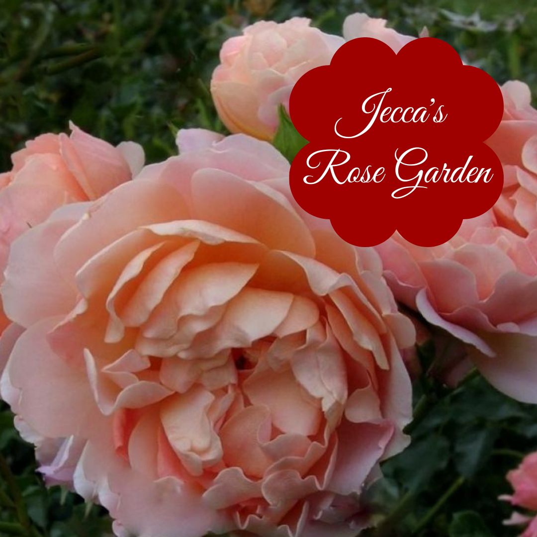 Jecca's Rose Garden